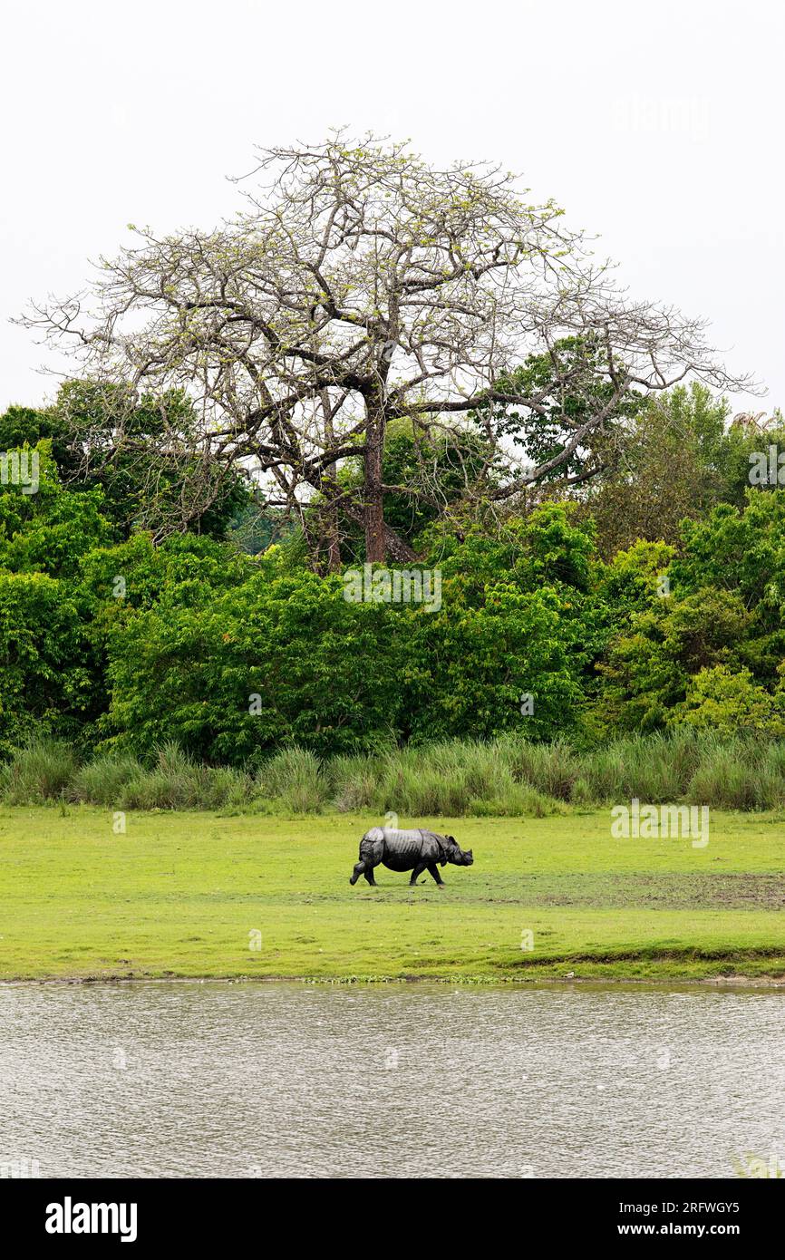 Beau rhinocéros indien ou plus grand rhinocéros à une corne, se détendre dans une eau dans une rivière dans le parc national de Kaziranga dans l'État d'Assam en Inde Banque D'Images
