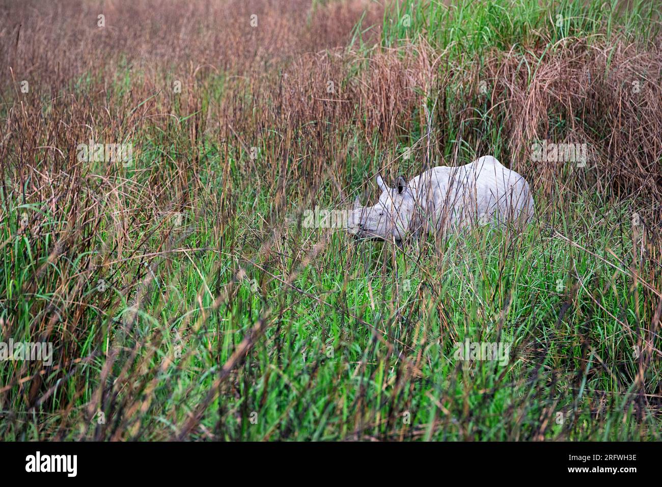 Beau rhinocéros indien ou plus grand rhinocéros à une corne, caché dans une herbe haute dans le parc national de Kaziranga dans l'État d'Assam en Inde Banque D'Images
