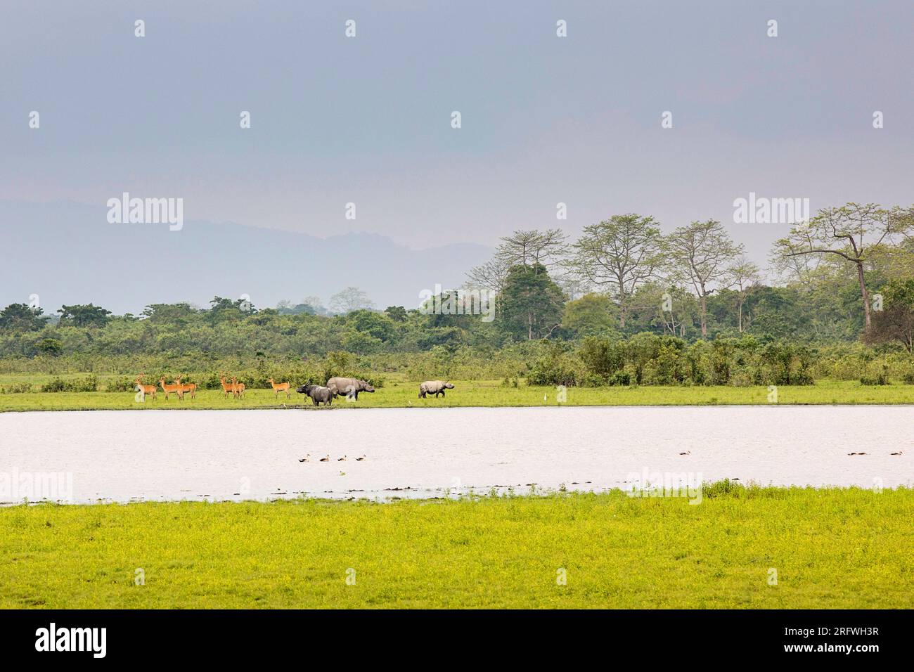 Rhinocéros indiens ou rhinocéros à une corne, sur une rive d'un lac dans le parc national de Kaziranga dans l'État d'Assam en Inde Banque D'Images