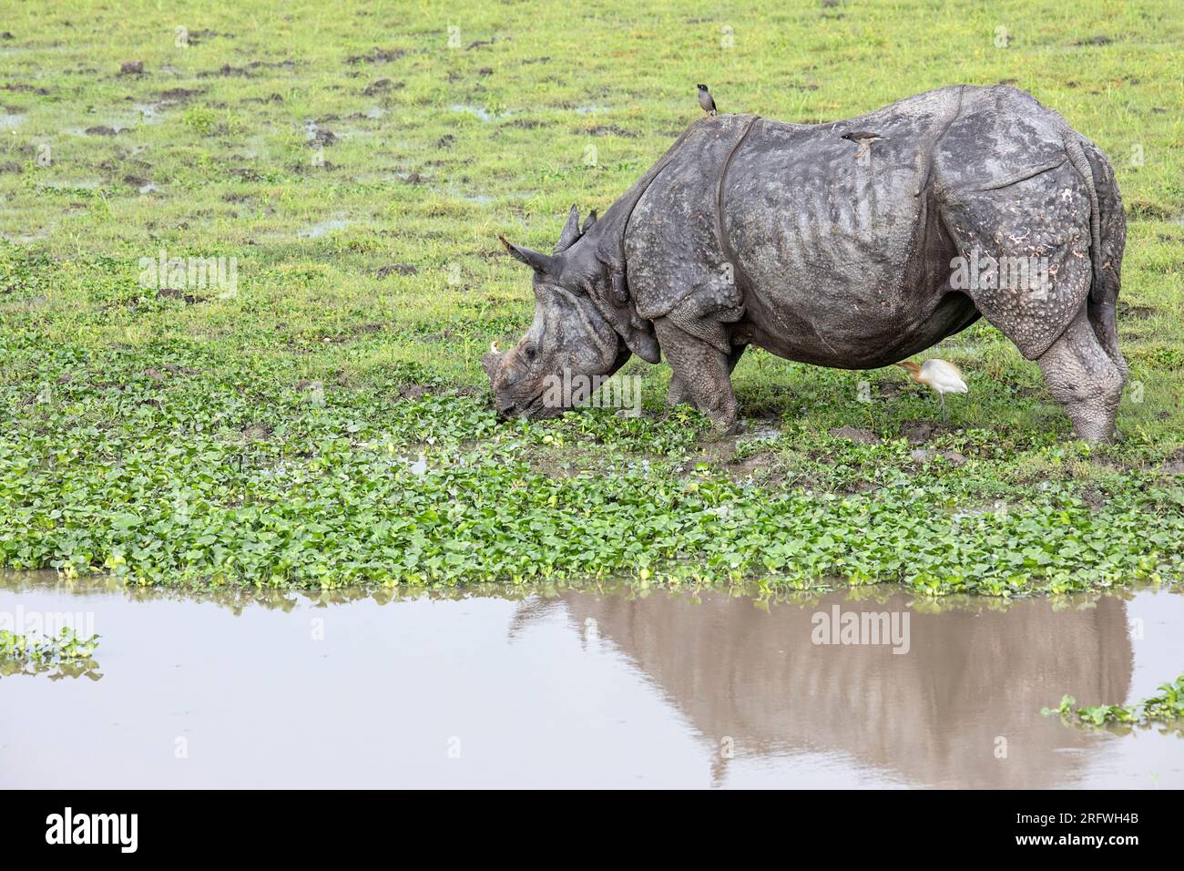 Grand rhinocéros indien à cornes broutant en eau peu profonde dans le parc national de Kaziranga, Assam, Inde Banque D'Images