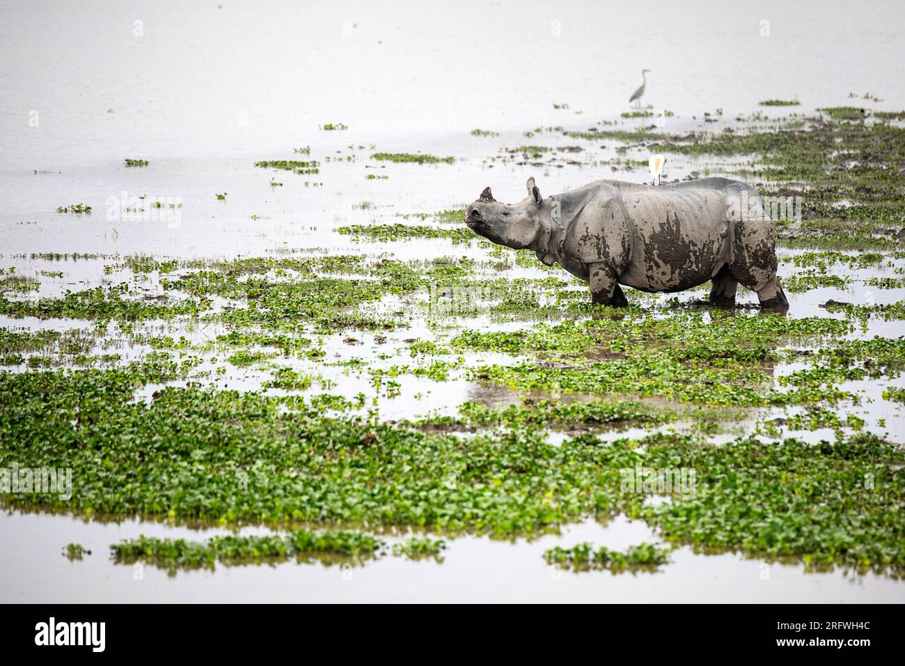 Beau rhinocéros indien ou plus grand rhinocéros à une corne, se détendre dans un petit étang dans le parc national de Kaziranga dans l'État d'Assam en Inde Banque D'Images