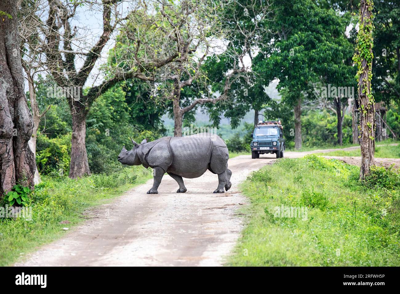 Beau rhinocéros indien ou plus grand rhinocéros à une corne, traversant une route avec des touristes dans une voiture dans le parc national de Kaziranga dans l'État d'Assam en Inde Banque D'Images