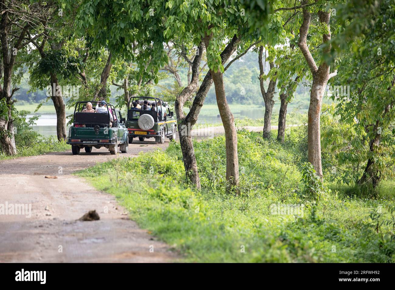 Safari jeep plein de touristes sur une route de gravier conduisant à travers la forêt dans le parc national de Kaziranga, Assam, Inde Banque D'Images
