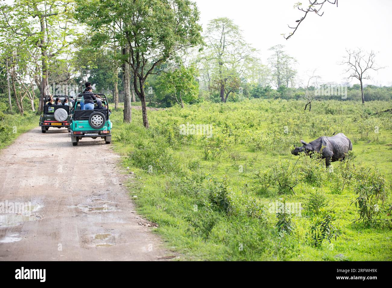 Un rhinocéros traversant le chemin de terre tandis qu'un groupe de touristes regarde depuis le véhicule de safari dans le parc national de Kaziranga, Assam, Inde Banque D'Images