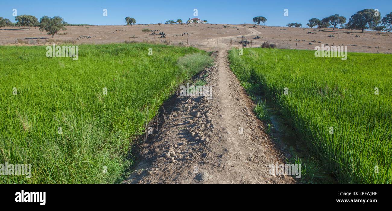 Rizières de Vegas Altas del Guadiana, Badajoz, Espagne. État des terres sèches en arrière-plan Banque D'Images