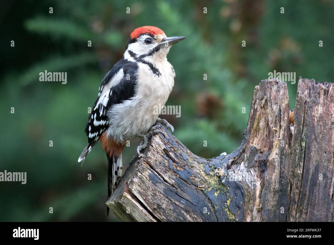 Un gros plan d'un grand pic-bois juvénile, Dendrocopos major, perché sur une vieille souche d'arbre avec un fond de forêt naturelle Banque D'Images