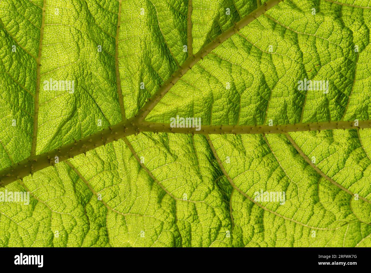 Feuille de Gunnera verte Banque D'Images