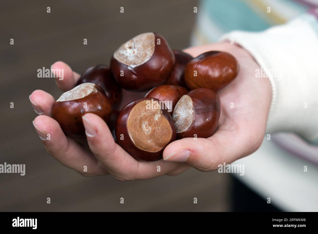 Poignée de Bright conkers en automne Banque D'Images