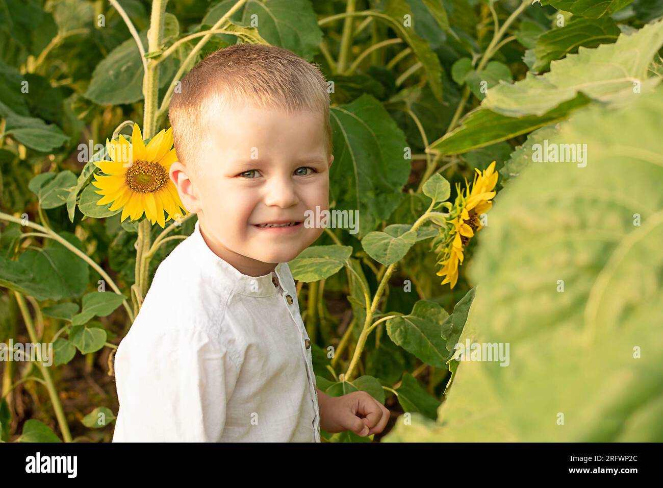 Garçon en tournesols. Portrait d'un petit enfant heureux et beau, en chemise blanche, 4 ans, en été dans un champ avec des tournesols jaunes. Gros plan. Banque D'Images