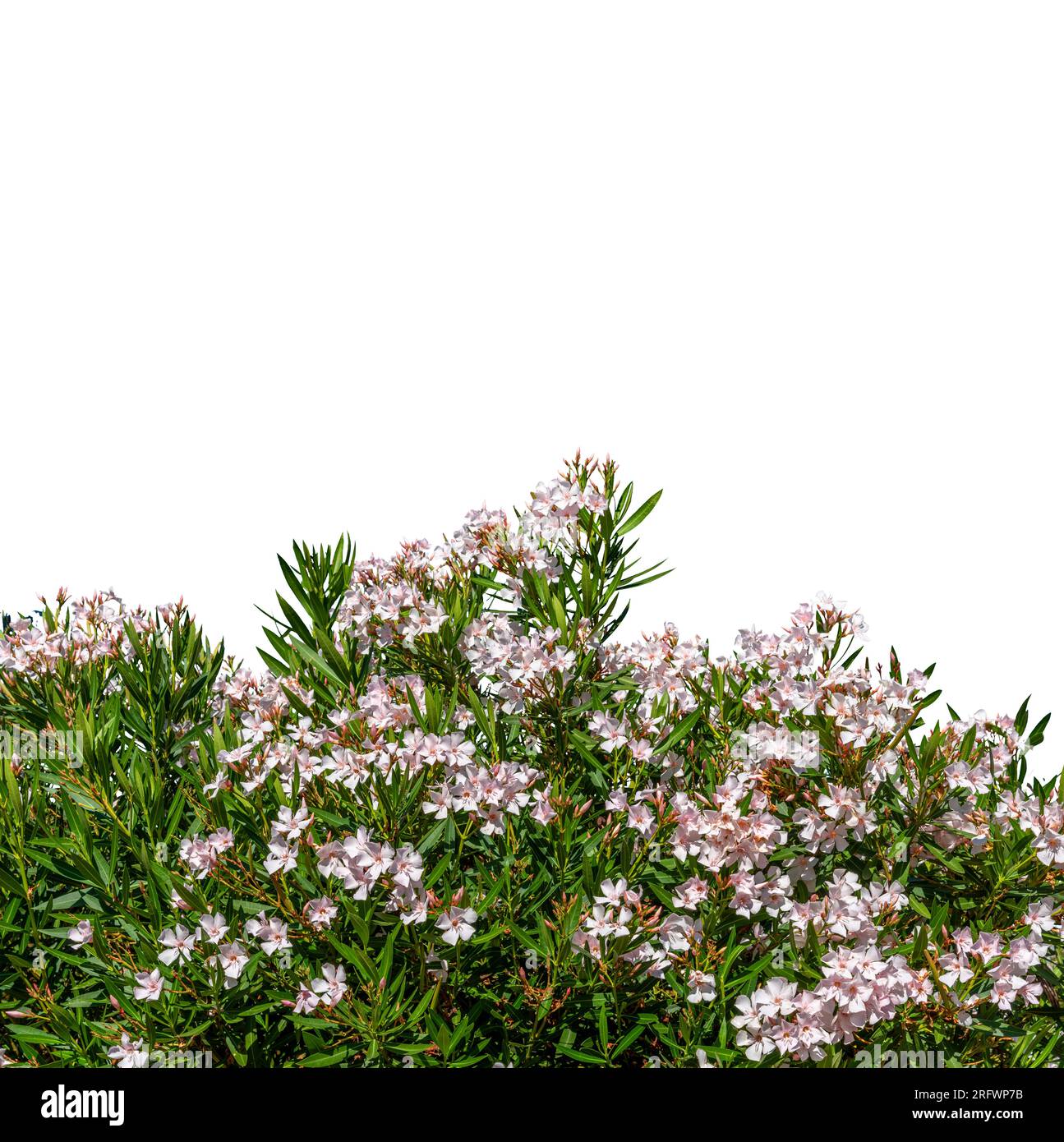 Buisson de lauriers roses fleuris isolés sur blanc avec chemin de découpage inclus. Copier la ressource graphique d'espace. Cadre pour banderole ou voiture d'accueil Banque D'Images