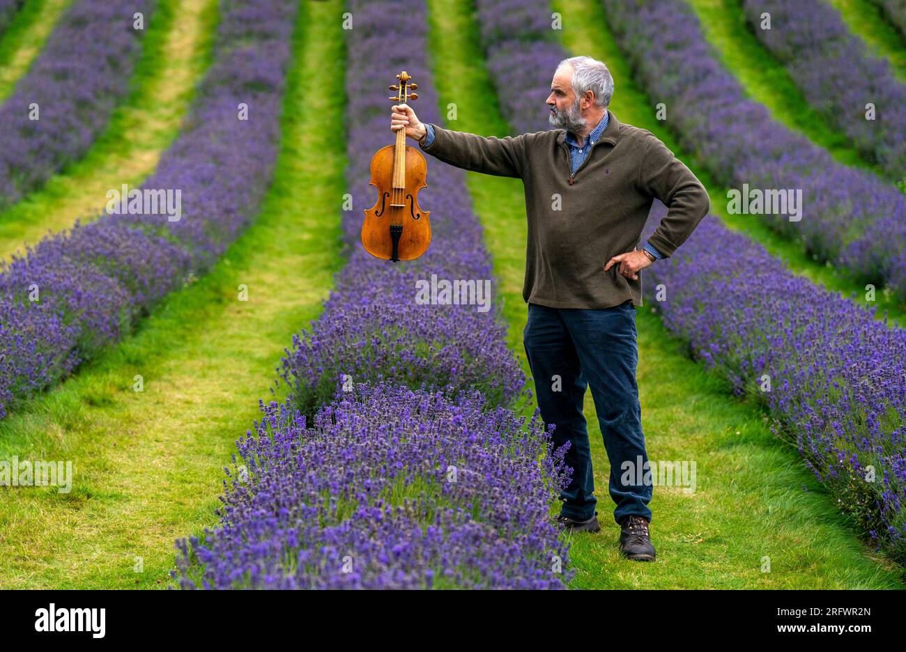 Steve Burnett, luthier et conservateur de la nature basé à Édimbourg, lors d'une visite à Scottish Lavender Oil à Tarhill Farm, Kinross, avec un alto qu'il a fabriqué. L'instrument est l'un des quatre instruments, connus collectivement sous le nom de «Thomas Telford String Quartet» fabriqués l'année dernière pour marquer le bicentenaire du canal de l'Union et est fabriqué à partir d'un vieux saule qui a été soufflé le long du canal. Le vernis sur l'alto comprend de l'huile de lavande écossaise de la ferme. Date de la photo : dimanche 6 août 2023. Banque D'Images