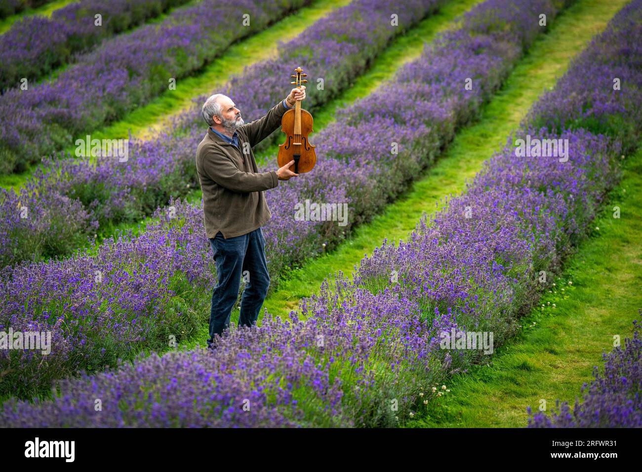 Steve Burnett, luthier et conservateur de la nature basé à Édimbourg, lors d'une visite à Scottish Lavender Oil à Tarhill Farm, Kinross, avec un alto qu'il a fabriqué. L'instrument est l'un des quatre instruments, connus collectivement sous le nom de «Thomas Telford String Quartet» fabriqués l'année dernière pour marquer le bicentenaire du canal de l'Union et est fabriqué à partir d'un vieux saule qui a été soufflé le long du canal. Le vernis sur l'alto comprend de l'huile de lavande écossaise de la ferme. Date de la photo : dimanche 6 août 2023. Banque D'Images