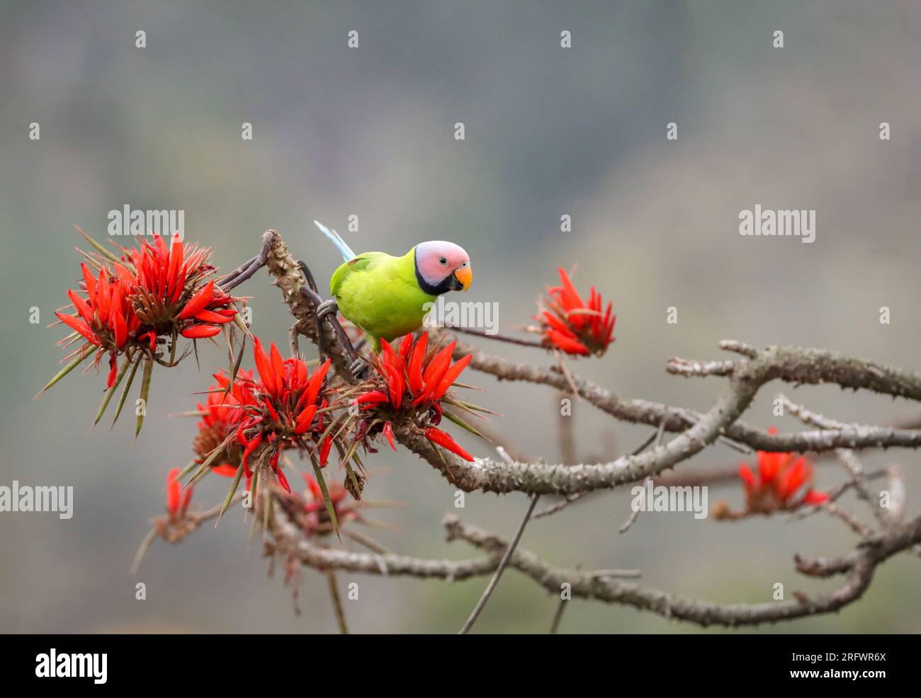 La perruche à tête fleurie est un perroquet de la famille des Psittaculidae. Cette photo a été prise du Bangladesh. Banque D'Images