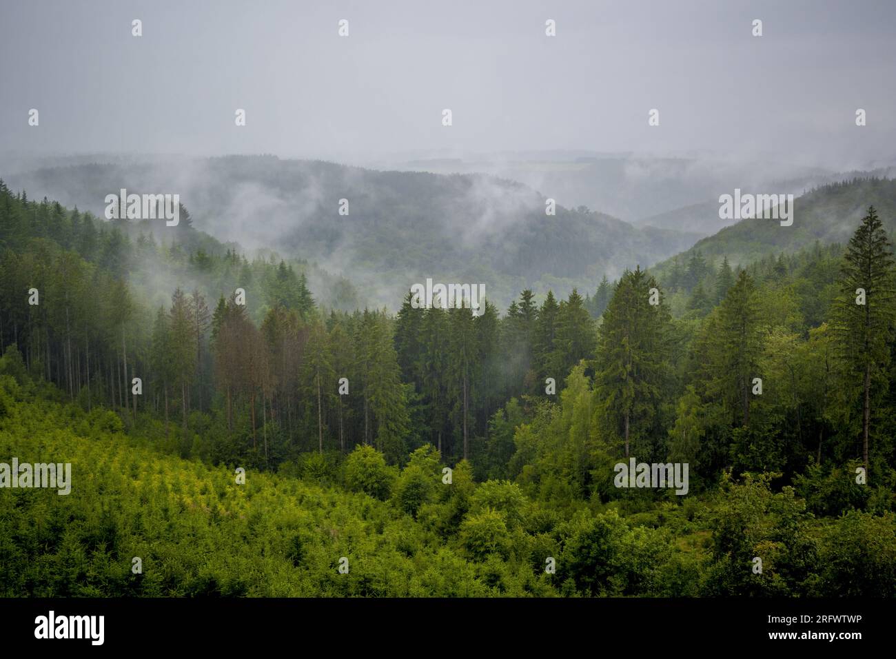 Vue sur la forêt ardennaise pluvieuse et brumeuse en Wallonie, dans le quartier de Bouillon, province de Luxembourg en Belgique. Banque D'Images