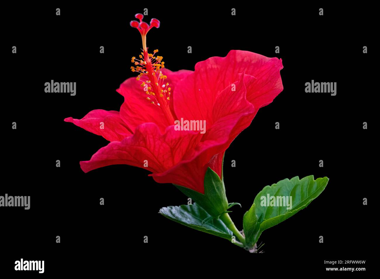 Grosse fleur d'hibiscus rouge isolée sur noir. Banque D'Images