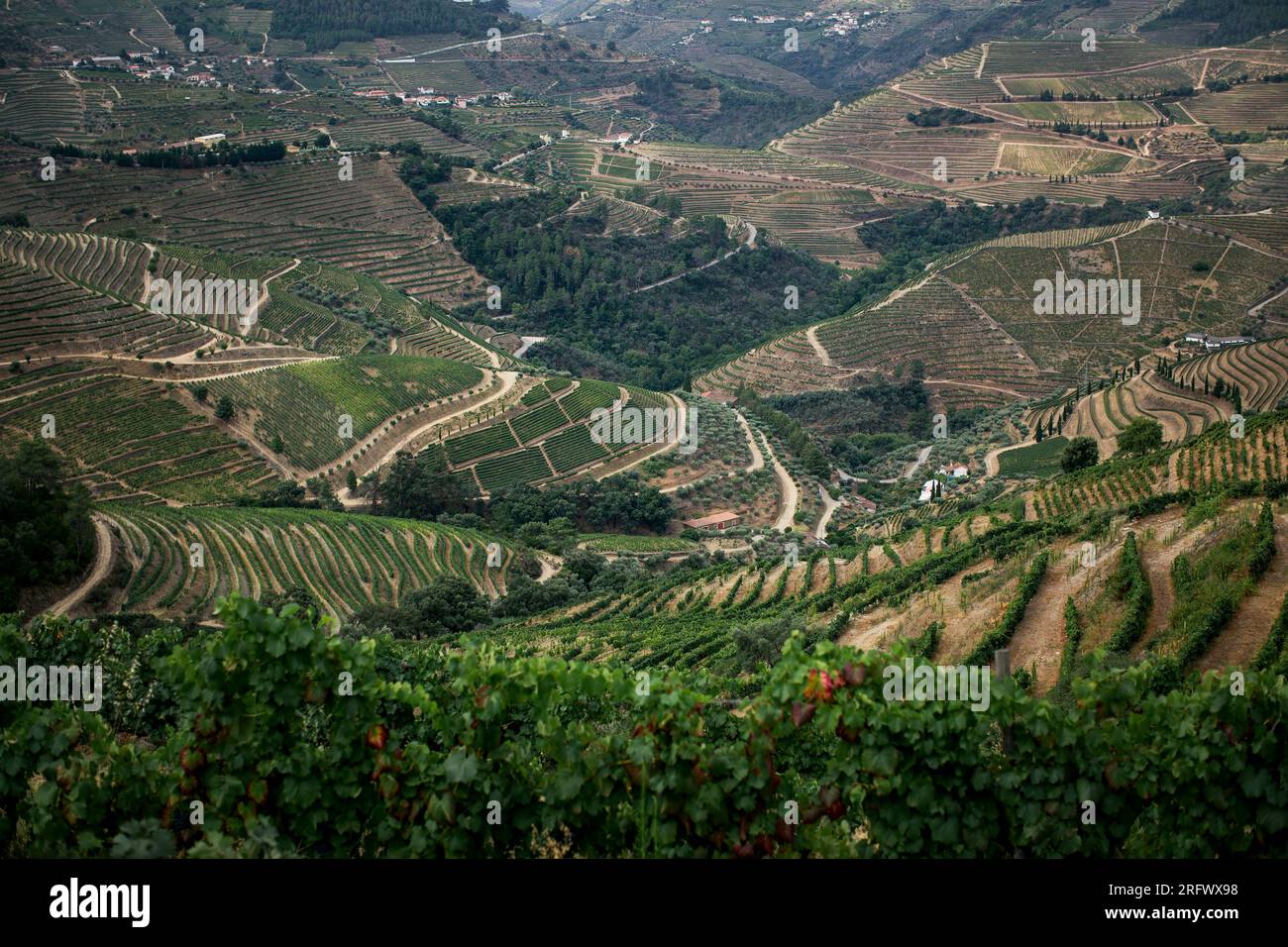 Modèle de vignes cultivées dans les collines de la vallée du haut-Douro, district de Vila Real, Portugal. Banque D'Images