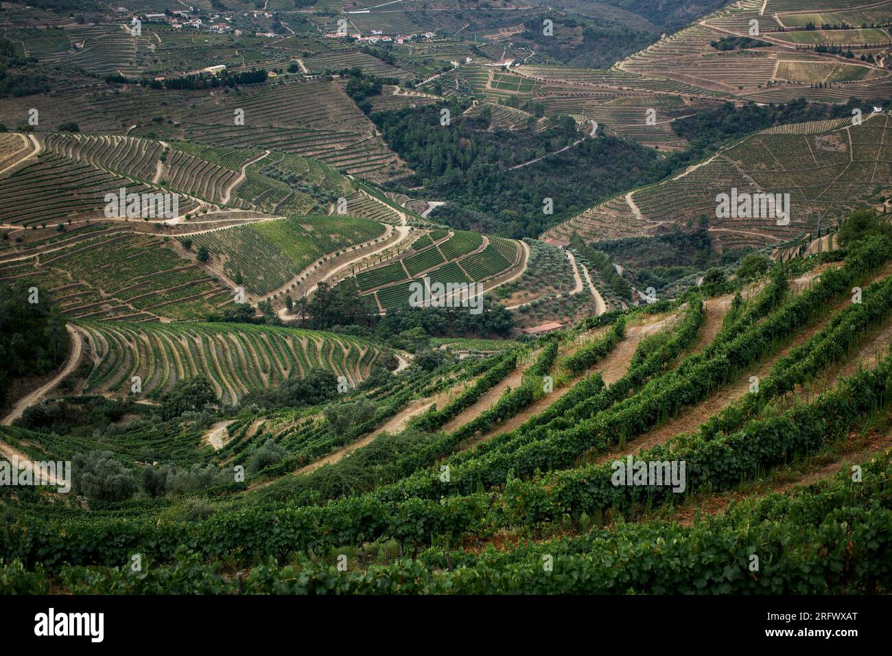 Vignobles dans la vallée magique du Douro, Vila Real District, Portugal. Banque D'Images