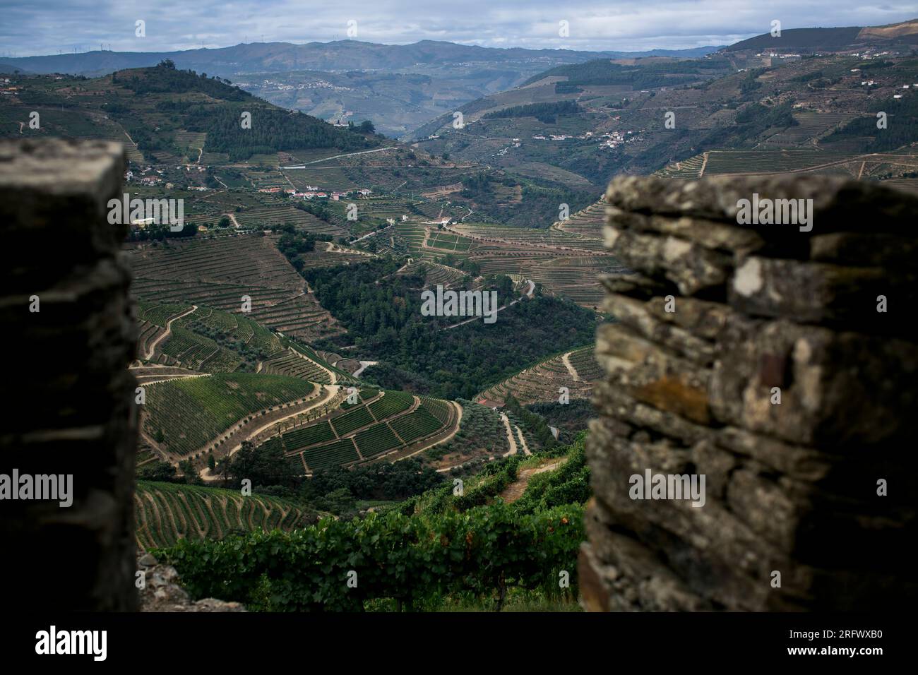 Vue panoramique sur les lignes infinies magiques de la vallée du Douro de vignobles, Vila Real District, Portugal. Banque D'Images