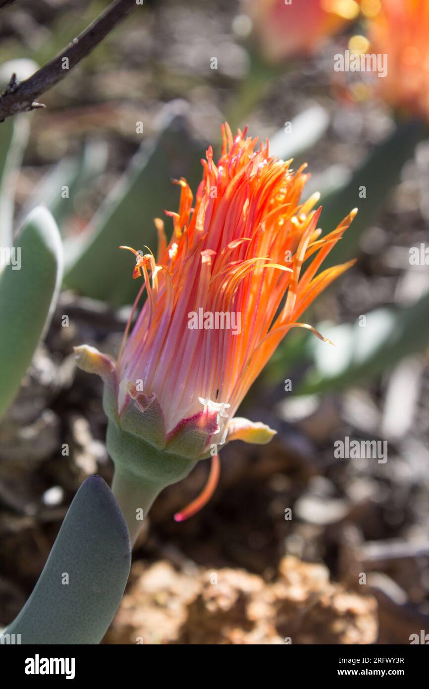 Fermé, rose-orange, bourgeon d’un T’noutsiama Vygie Banque D'Images