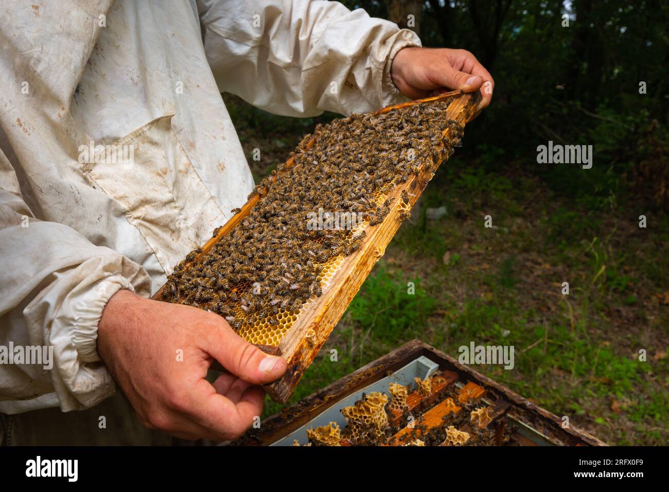Un cadre en nid d'abeille sur les mains de l'apiculteur. Photo d'arrière-plan apiculture ou production de miel. Banque D'Images