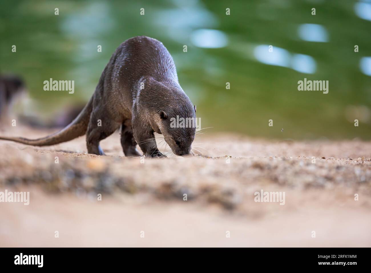Une loutre enduite lisse imbibée d'eau renifle l'entorse à l'extérieur de leur rivière holt sous un pont, Singapour Banque D'Images
