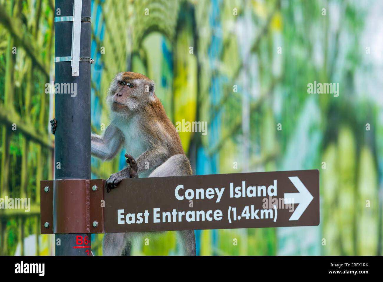 Un macaque mâle adulte à longue queue grimpe sur un panneau de direction à côté d'une barrière de construction, Singapour Banque D'Images