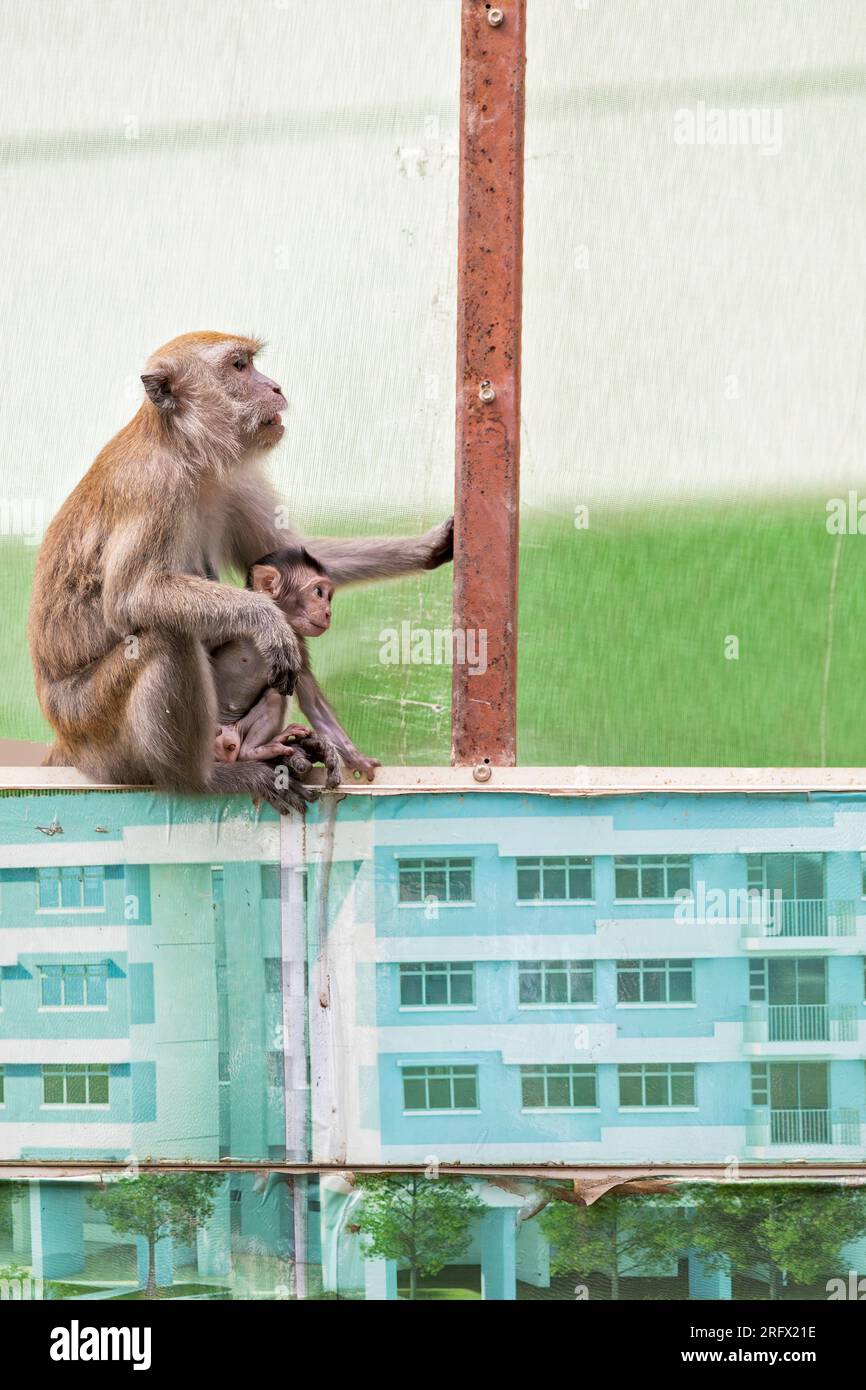 Une femelle macaque à longue queue et son bébé font une pause pour allaiter et regarder d'autres membres de trop sur le chantier de construction de logements publics Waterway Sunrise Banque D'Images