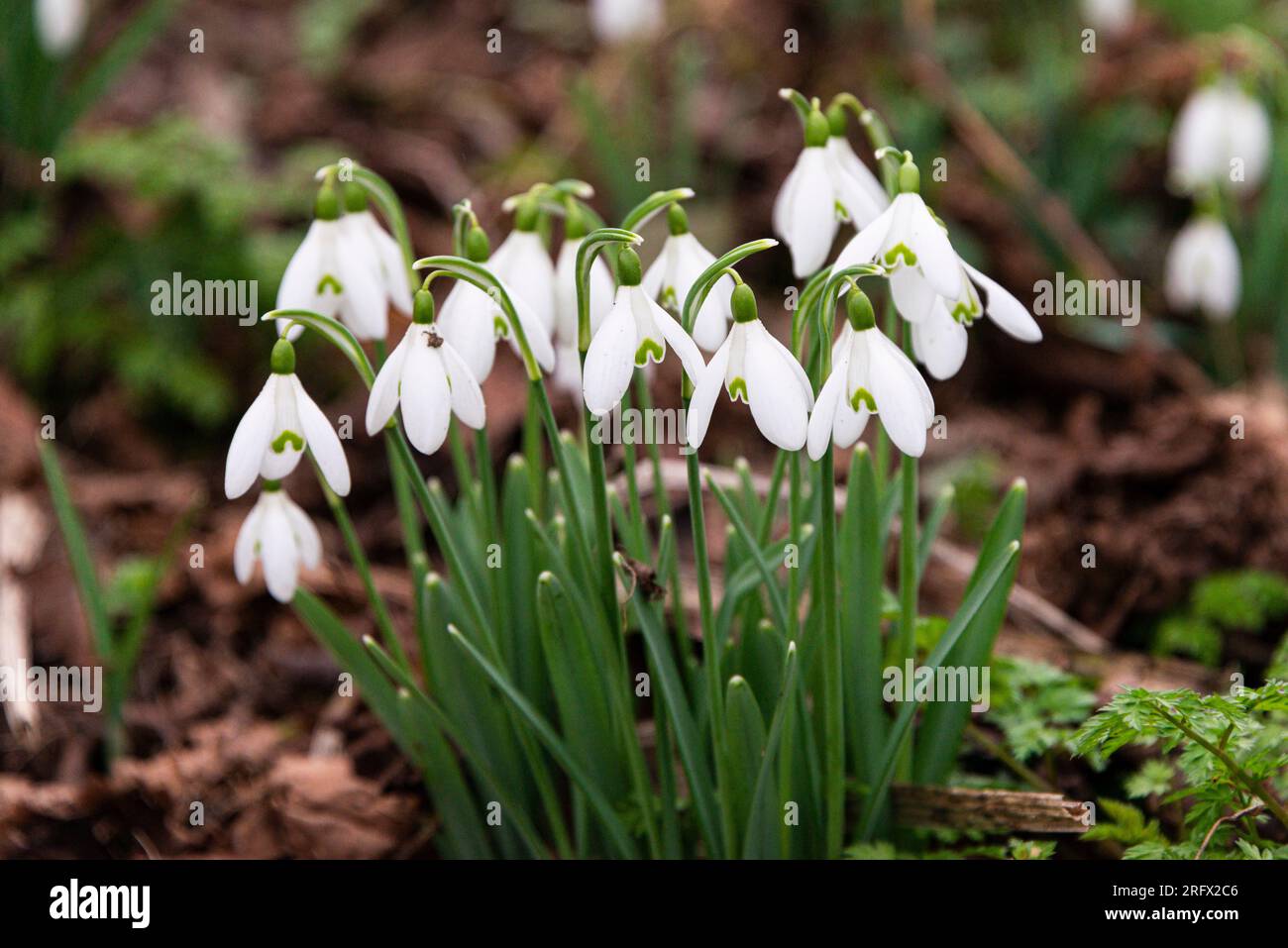 Gouttes de neige (Galanthus) en fleur Banque D'Images