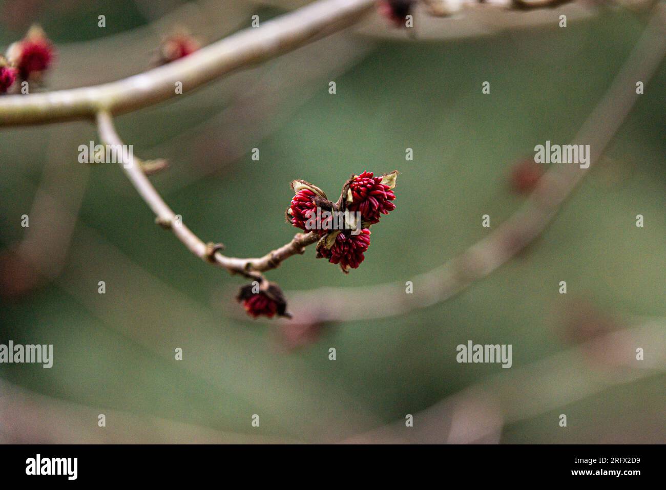 Fleurs d'un bois de fer perse (Parrotia persica) Banque D'Images