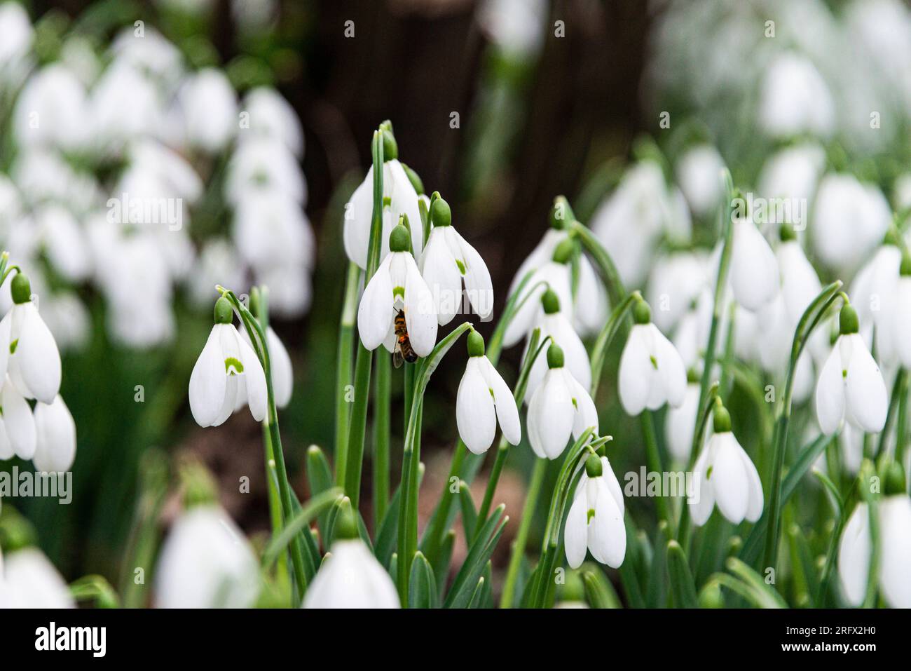 Une abeille au miel (Apis mellifera) sur la fleur d'une chute de neige (Galanthus) Banque D'Images