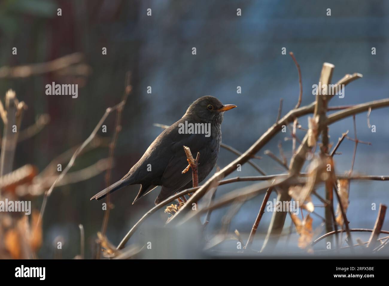 L'oiseau noir est assis sur un arbre. Banque D'Images