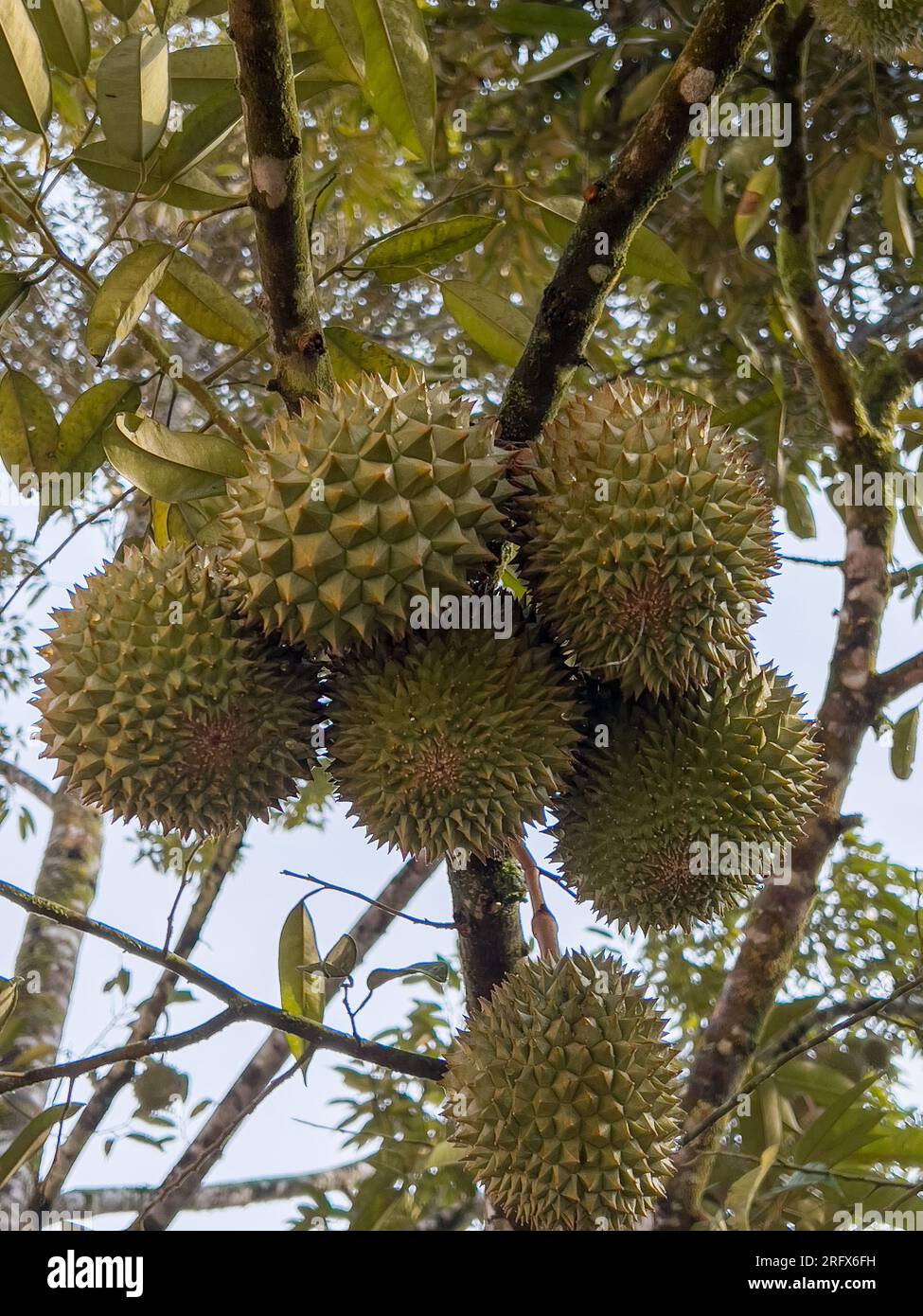 Arbre durian dans un jardin, Betong Banque D'Images