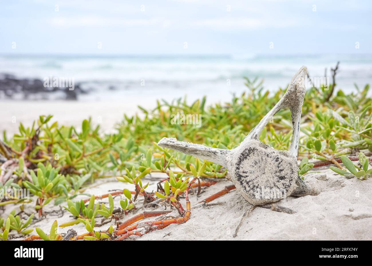Photo rapprochée d'une vertèbre sur la plage de Tortuga Bay sur l'île de Santa Cruz, mise au point sélective, îles Galapagos, Équateur. Banque D'Images