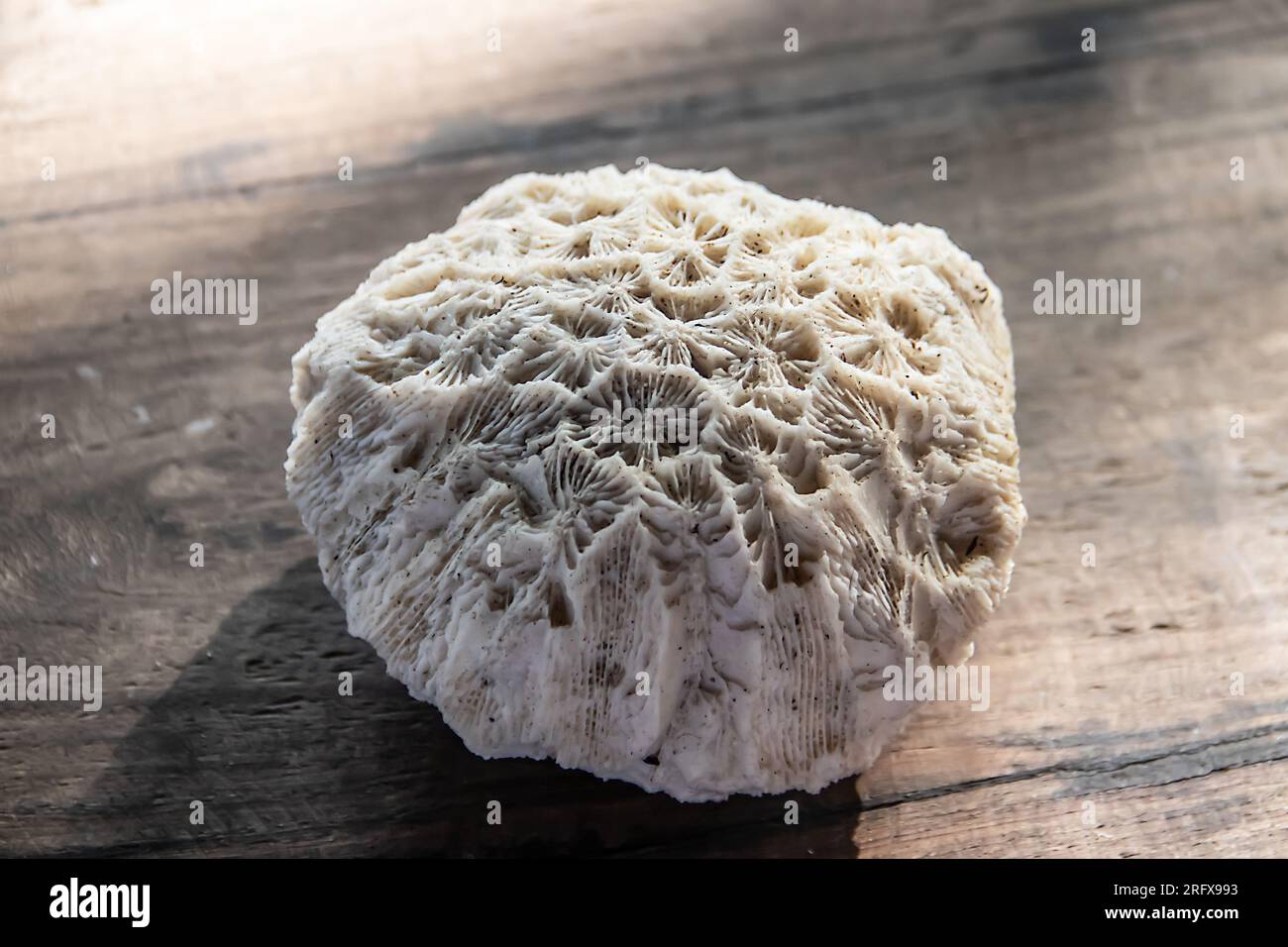 Pierre de corail fossilisée trouvée sur le rivage d'une plage de sable de l'océan Indien Banque D'Images