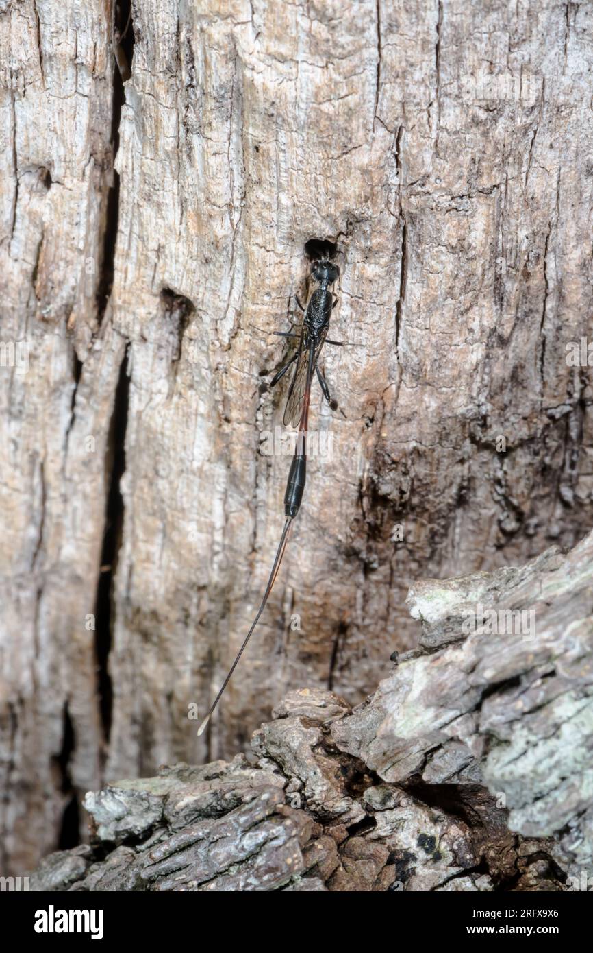 Guêpe parasitoïde femelle (Gasteruption cf jaculata), Gasteruptiidae. Sussex, Royaume-Uni Banque D'Images