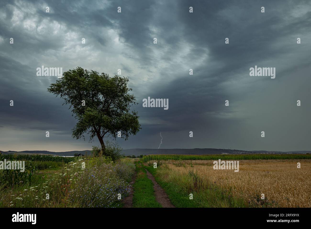 Image de paysage dramatique d'un arbre avec tempête de foudre en arrière-plan Banque D'Images