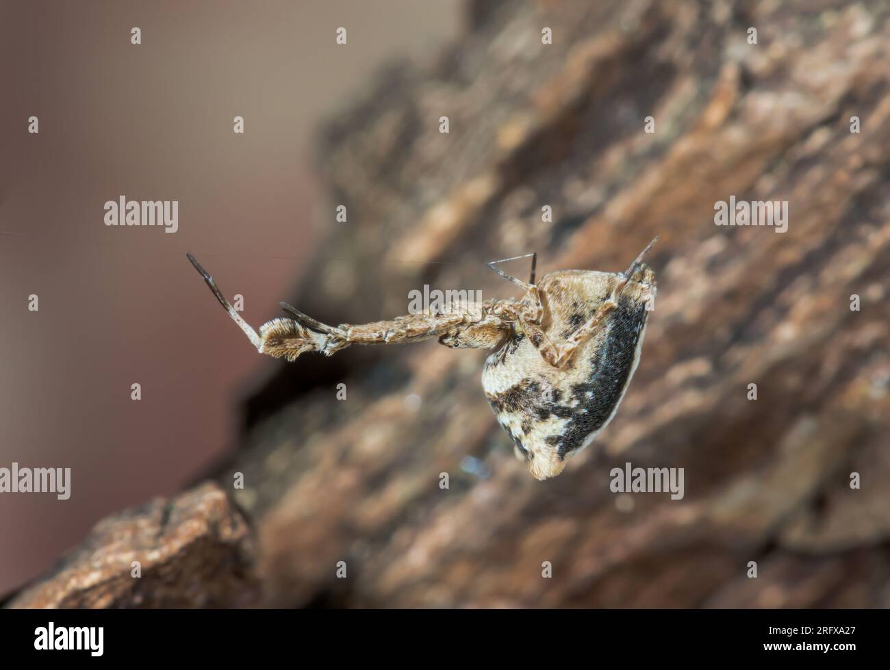 Araignée du centre des jardins (Uloborus plumipes), Uloboridae. Sussex, Royaume-Uni Banque D'Images