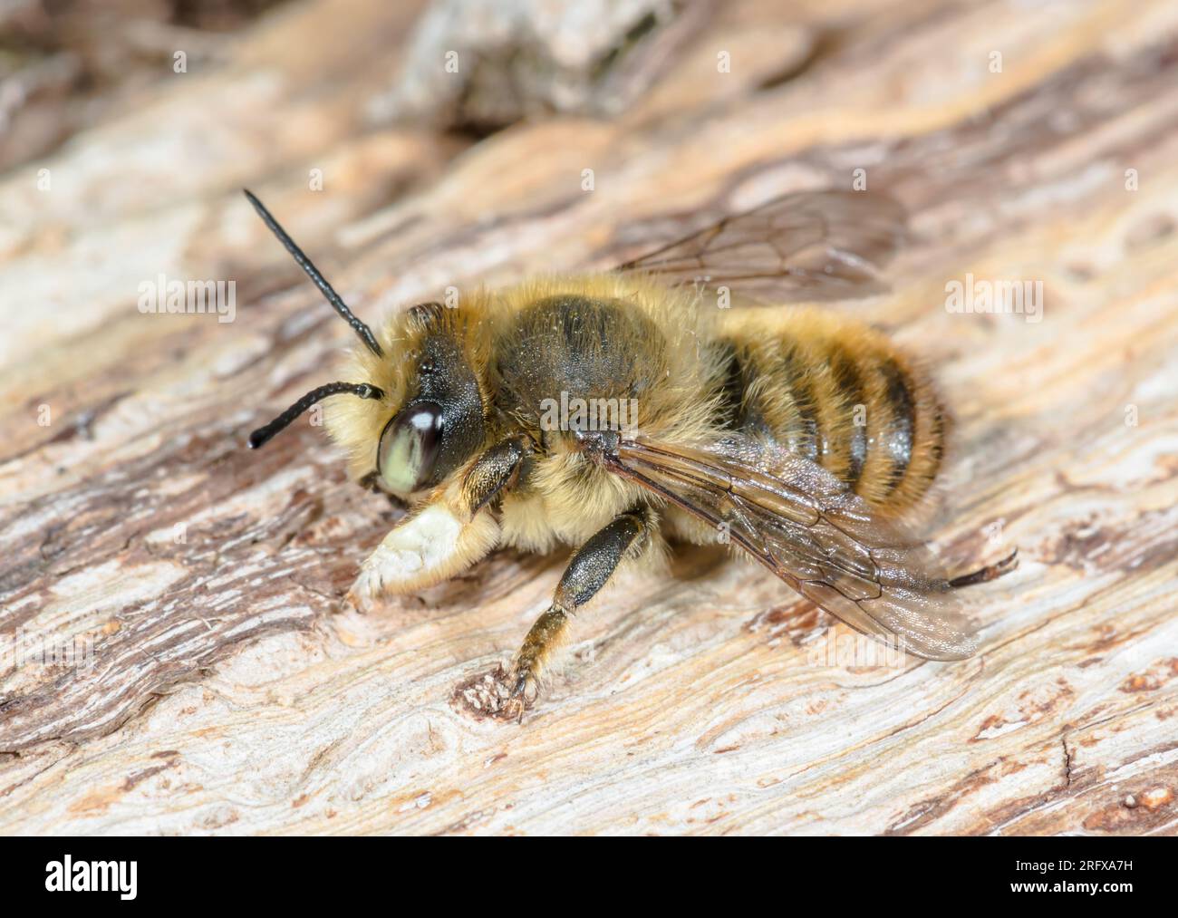 Abeille florale aux yeux verts (Anthophora bimaculata), Apidae. Sussex, Royaume-Uni Banque D'Images