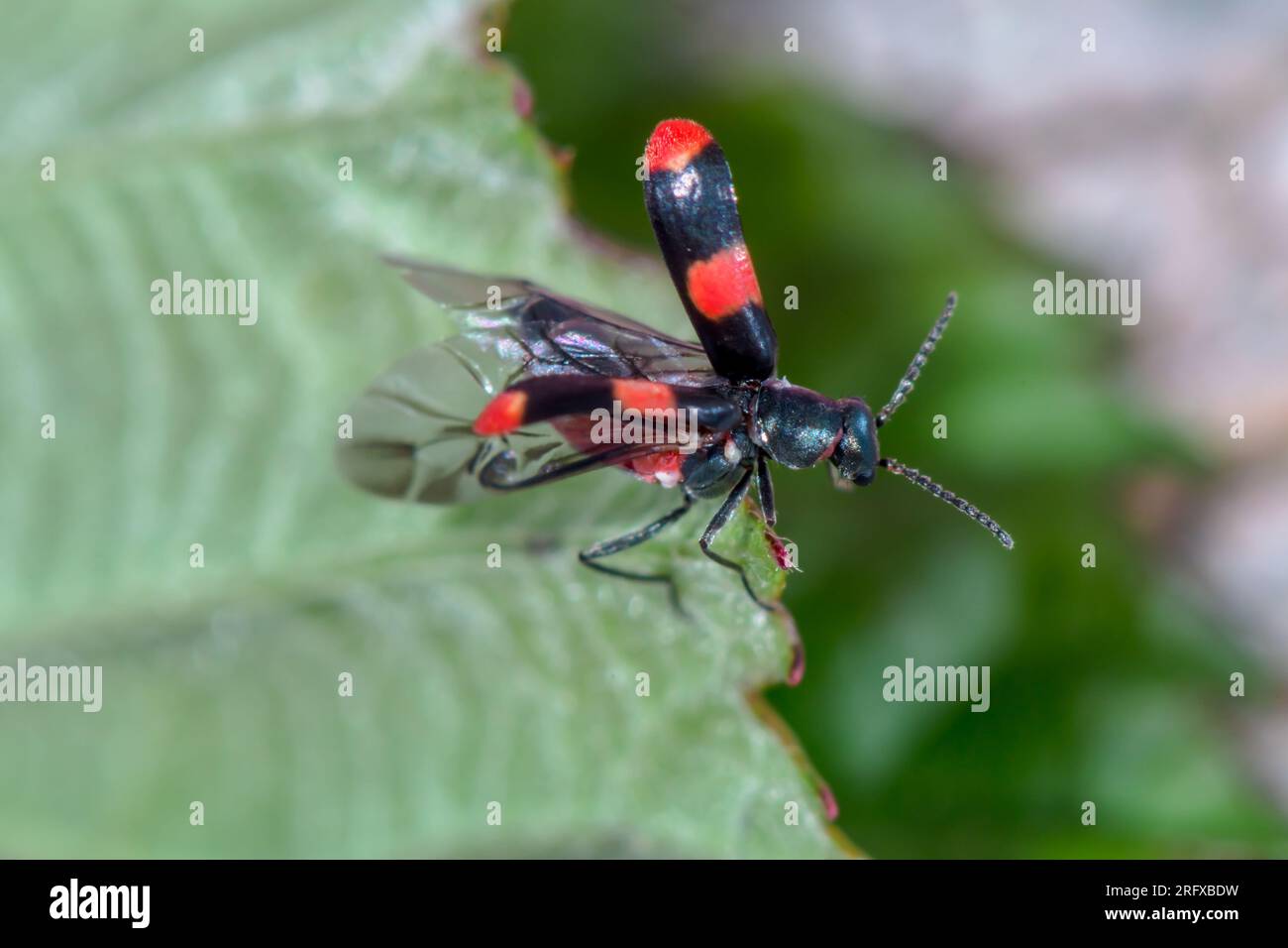 Fleur rouge et noire (Anthocomus fasciatus), Malachiidae. Sussex, Royaume-Uni Banque D'Images