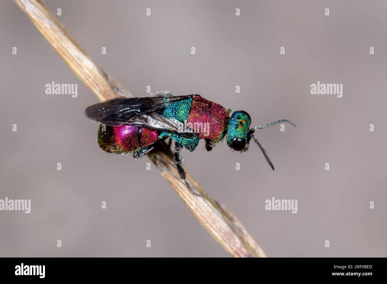 Guêpe à queue rubis ou guêpe à coucou (Hedychrum niemelai), Chrysididae. Sussex, Royaume-Uni Banque D'Images