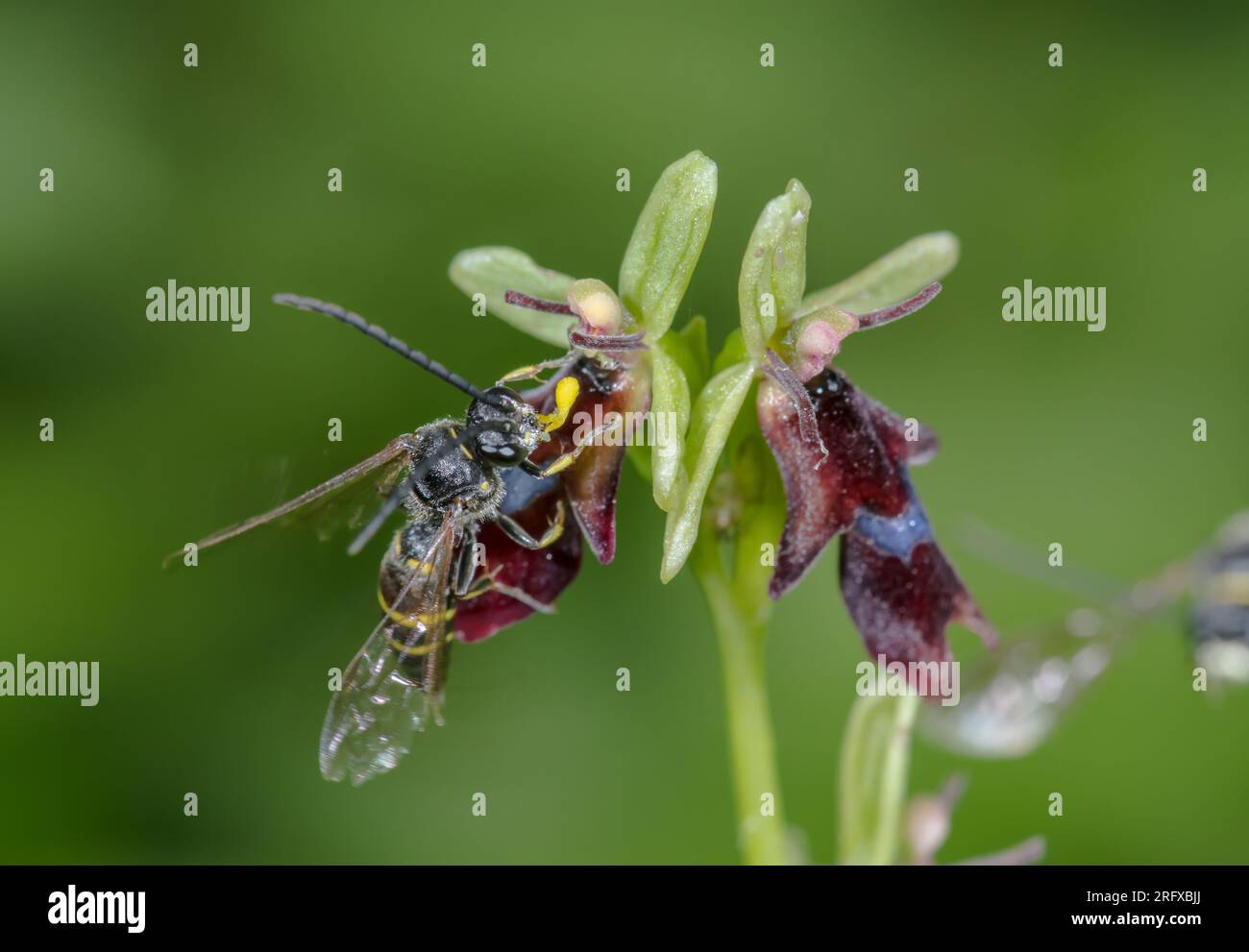 Pseudocopulation de la guêpe fouisseuse pollinisatrice (Argogorytes mystaceus) tentant de s’accoupler avec la fleur d’orchis mouche (Ophrys insectifera). Sussex, Royaume-Uni Banque D'Images