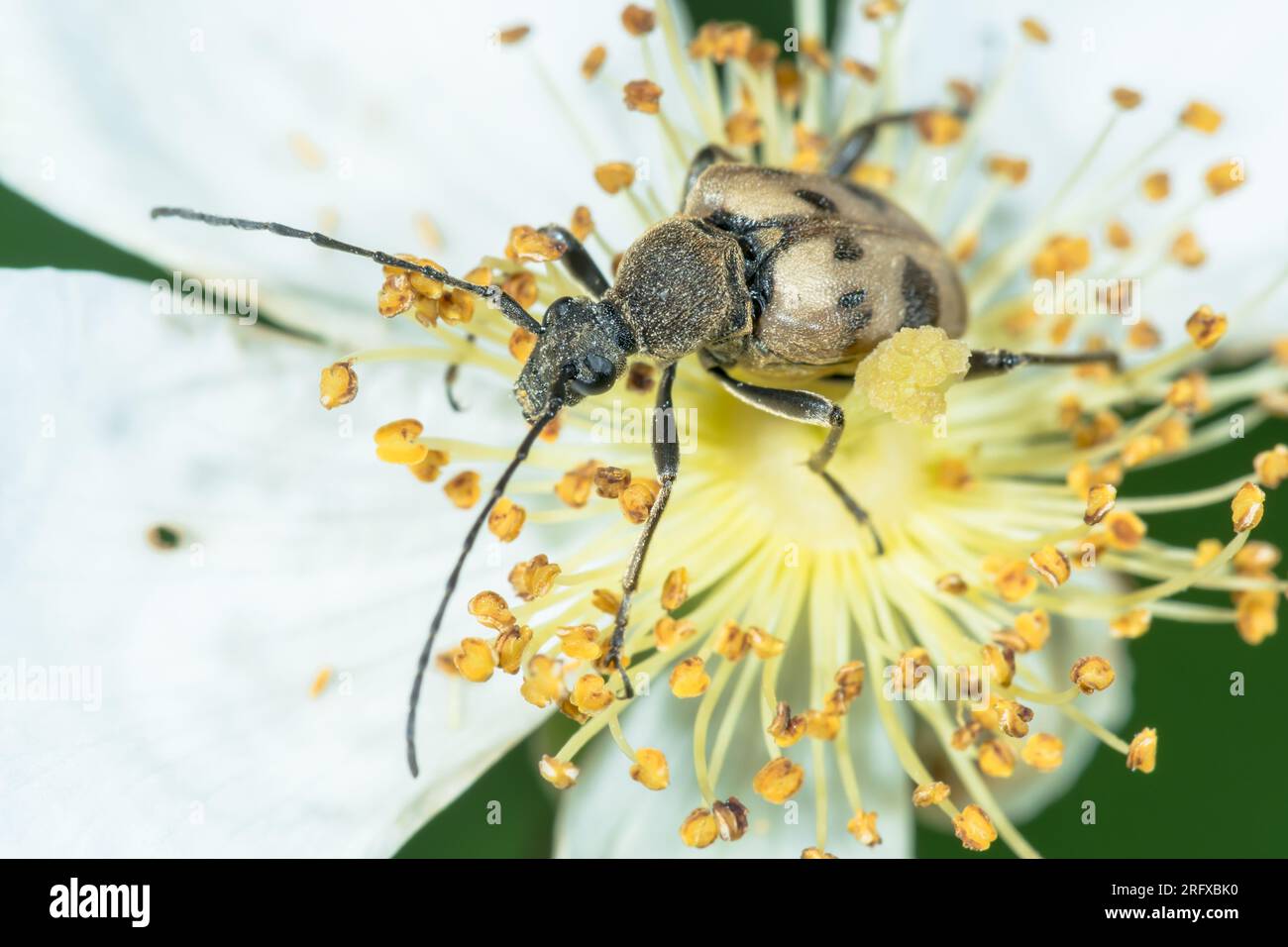 Beetle long orné de taches (Pachytodes cerambyciformis), Cerambycidae. Sussex, Royaume-Uni Banque D'Images