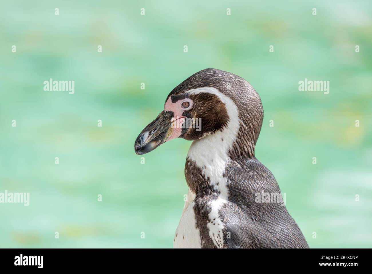 Le manchot de Humboldt (Spheniscus humboldti) est un adorable oiseau côtier originaire des côtes du Pérou et du Chili. Connu pour leur nature ludique et dis Banque D'Images