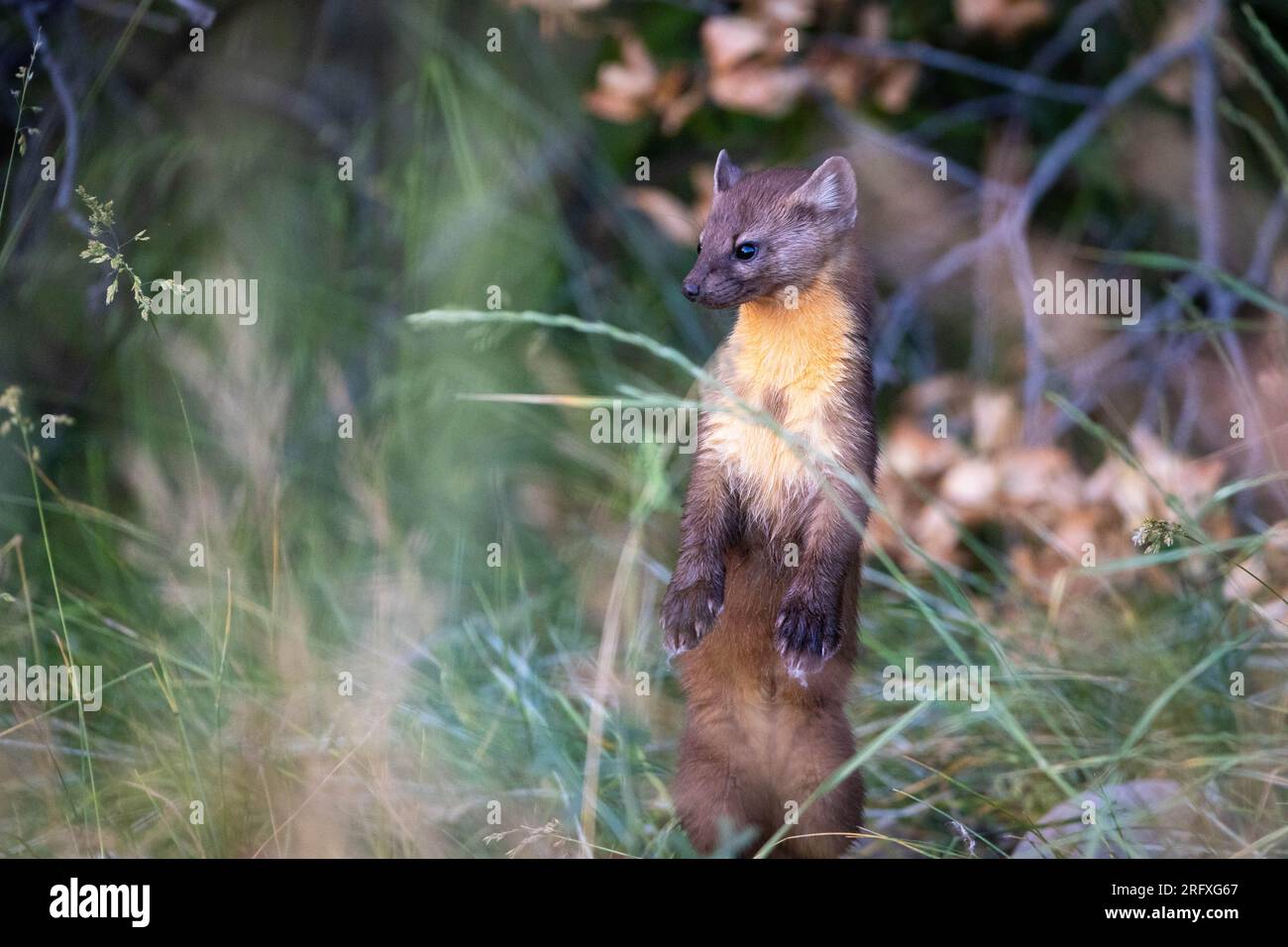 Une martre américaine debout dans les herbes à la recherche du petit déjeuner. Emily Stevens Pond, Wyoming Banque D'Images