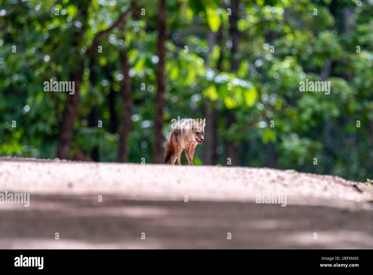 Photo animalière de Canis aureus indicus, chacal thaïlandais, prédateur de la famille canis, debout sur une route sablonneuse sur fond vert de forêt. Vue latérale. Tr Banque D'Images