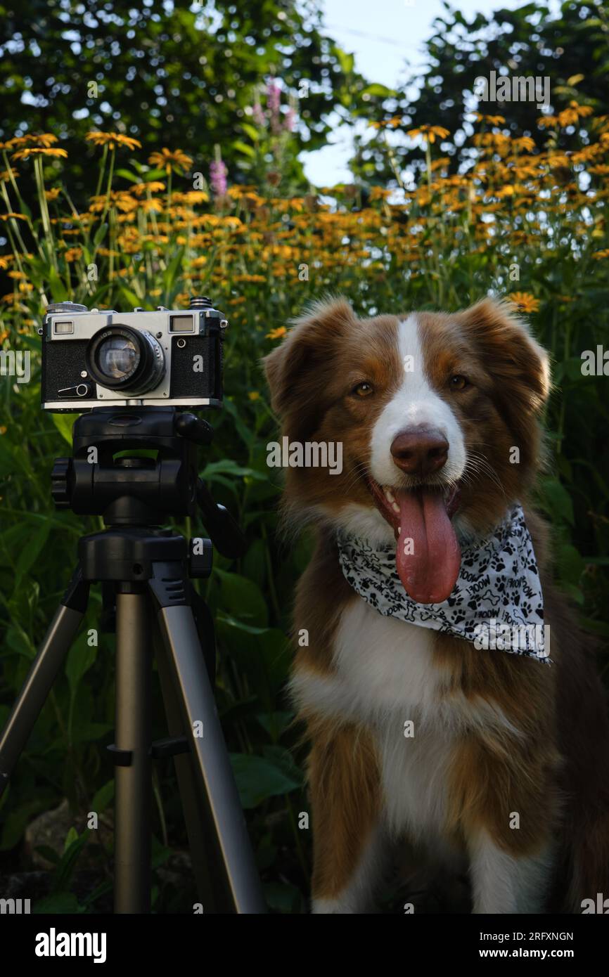 Les animaux de compagnie conceptuels ressemblent à des gens. Chien photographe professionnel avec appareil photo de film vintage sur trépied. Australian Shepherd porte un bandana blanc avec pa Banque D'Images