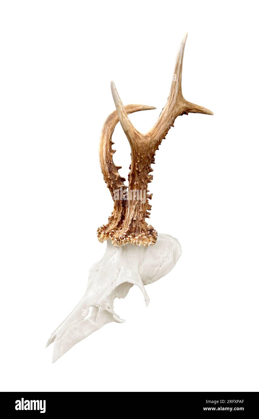 Rare chevreuil buck, crâne roebuck avec bois unique et anormal - isolé sur fond blanc. Banque D'Images