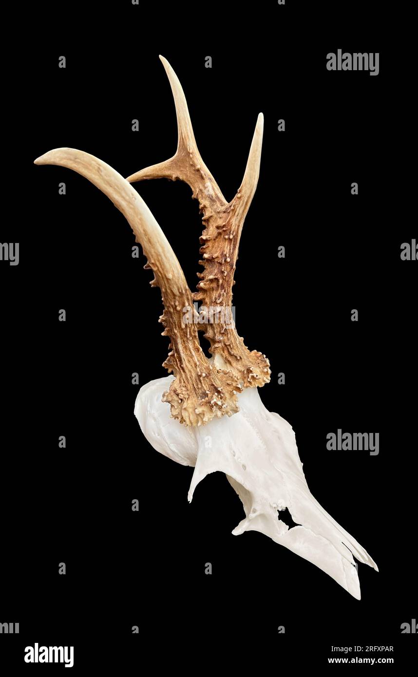 Rare chevreuil buck, crâne roebuck avec bois unique et anormal - isolé sur fond noir. Banque D'Images