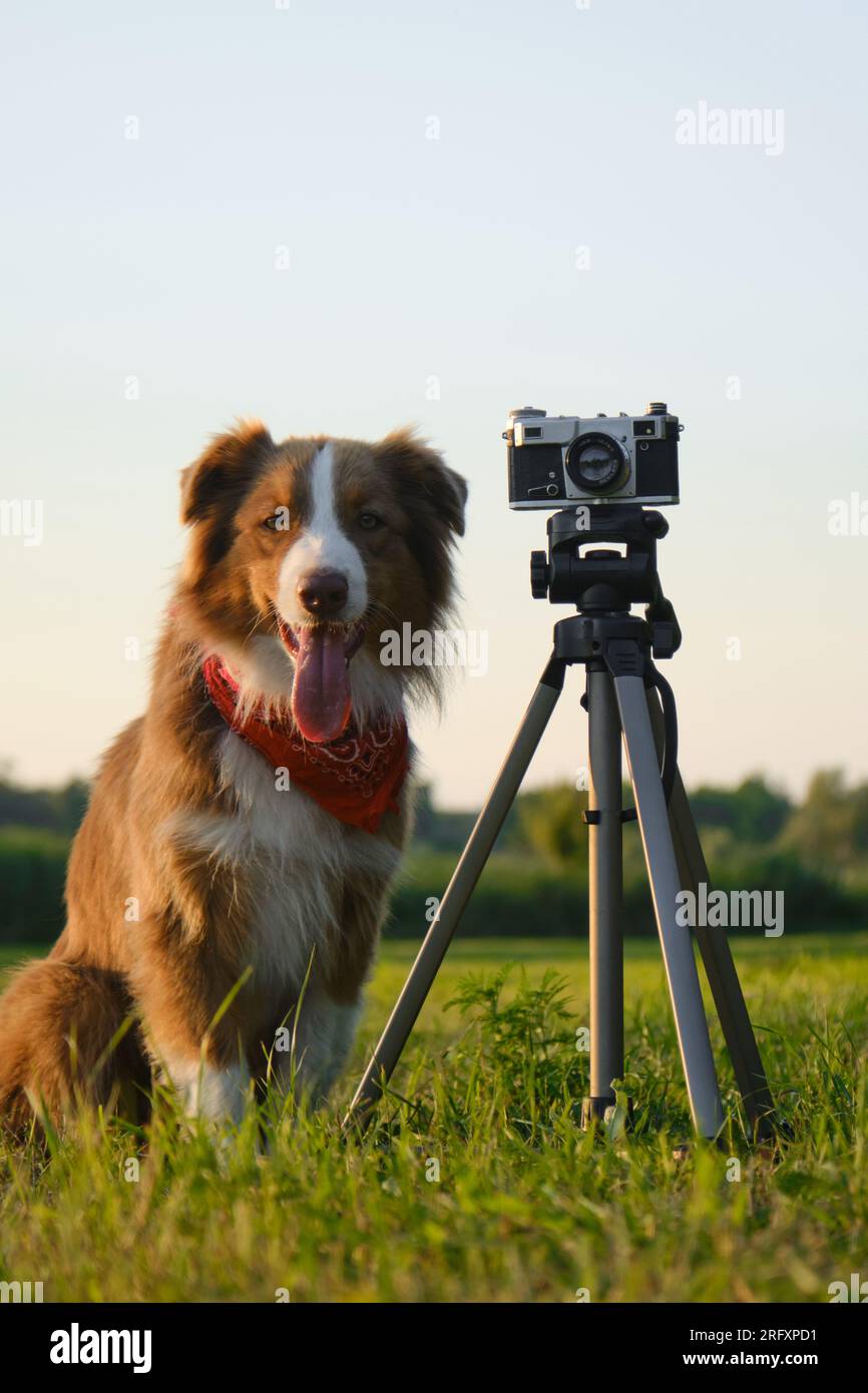 Les animaux de compagnie conceptuels ressemblent à des gens. Chien photographe professionnel avec appareil photo de film vintage sur trépied. Brown Australian Shepherd porte le bandana rouge à Banque D'Images