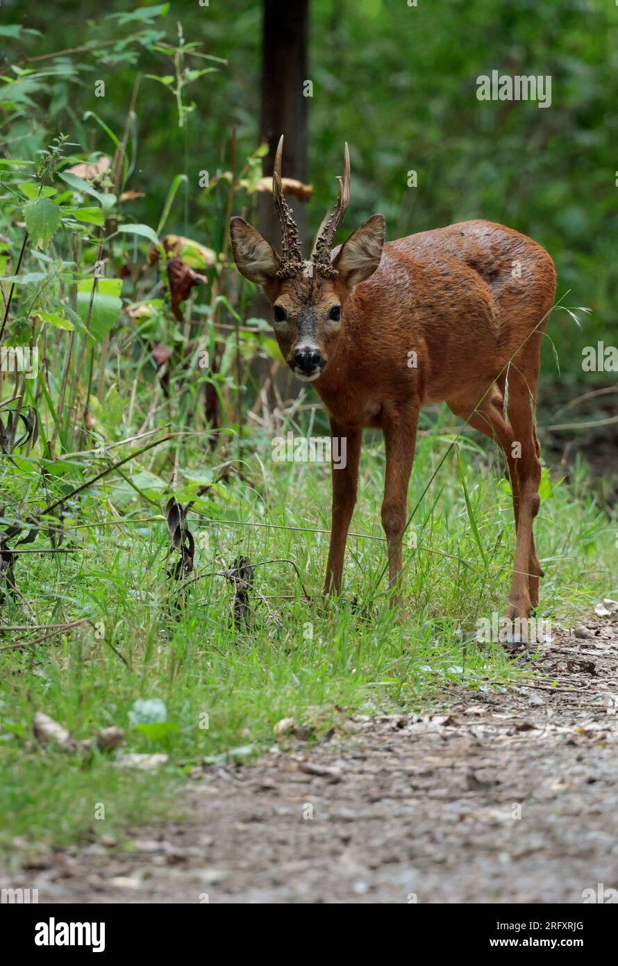 Cerf Roe cerf cerf Capreolus, mâle cerf sauvage buck avec bois ramifiés et striés saison d'été uk brun rougeâtre fourrure noir nez blanc menton dans la zone boisée Banque D'Images